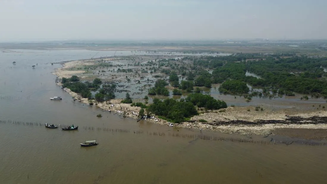 Mangrove restoration field work